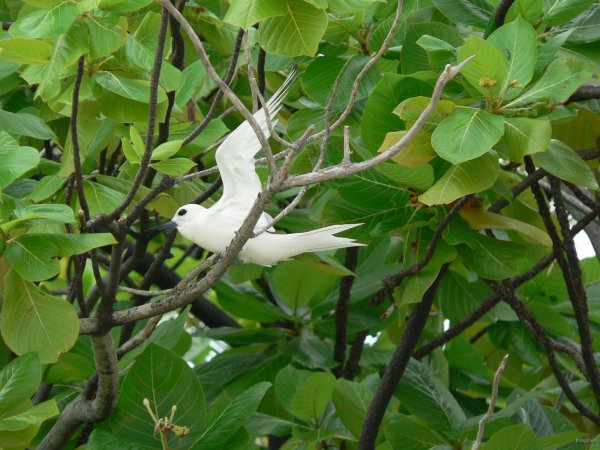 46- Une sterne dans la mangrove 